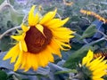 Big bright yellow sunflower in the sunflower field. Royalty Free Stock Photo