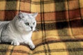 Big british cat with intelligent and beautiful green eyes resting on a sofa with a cozy soft plaid blanket Royalty Free Stock Photo