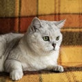 Big british cat with intelligent and beautiful green eyes resting on a sofa with a cozy soft plaid blanket Royalty Free Stock Photo