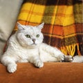 Big british cat with intelligent and beautiful green eyes resting on a sofa with a cozy soft plaid blanket, concept of Royalty Free Stock Photo