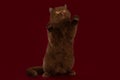 Big british chocolate cat stands on its hind legs on a burgundy isolated background