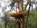 Big bromelia on a tree in a foggy forest, Mindo, Ecuador Royalty Free Stock Photo