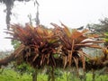 Big bromelia on a tree in a foggy forest, Mindo, Ecuador Royalty Free Stock Photo