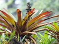 Big bromelia on a tree in a foggy forest, Mindo, Ecuador Royalty Free Stock Photo