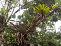 Big bromelia on a tree in a foggy forest, Mindo, Ecuador Royalty Free Stock Photo