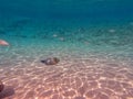 Big Broomtail wrasse (Cheilinus lunulatus) at coral reef Royalty Free Stock Photo