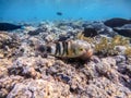 Big Broomtail wrasse (Cheilinus lunulatus) at coral reef Royalty Free Stock Photo