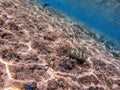 Big Broomtail wrasse (Cheilinus lunulatus) at coral reef Royalty Free Stock Photo