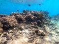 Big Broomtail wrasse (Cheilinus lunulatus) at coral reef Royalty Free Stock Photo