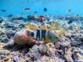 Big Broomtail wrasse (Cheilinus lunulatus) at coral reef Royalty Free Stock Photo