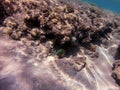 Big Broomtail wrasse (Cheilinus lunulatus) at coral reef Royalty Free Stock Photo