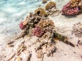 Big Broomtail wrasse (Cheilinus lunulatus) at coral reef