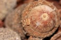 Big brown acorns up close macro Royalty Free Stock Photo