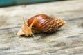Big brown african snail Achatina crawling wooden board