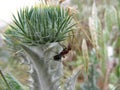 Big brown ant on a green thistle. Flora and fauna.