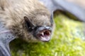 Big Brown Bat, Eptesicus fuscus, mouth open showing fangs