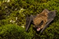 Big Brown Bat Royalty Free Stock Photo