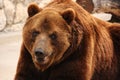 Big brown bear Royalty Free Stock Photo