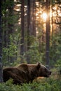 Big brown bear with backlit. Sunset forest in background. Royalty Free Stock Photo