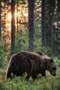 Big brown bear with backlit. Sunset forest in background. Royalty Free Stock Photo