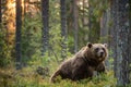 Big brown bear with backlit. Sunset forest in background. Royalty Free Stock Photo