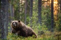 Big brown bear with backlit. Sunset forest in background. Adult Male of Brown bear in the summer forest. Scientific name: Ursus Royalty Free Stock Photo