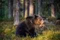 Big brown bear with backlit. Sunset forest in background.  Brown bear seat in the summer forest in sunset light. Royalty Free Stock Photo