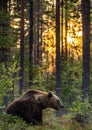 Big brown bear with backlit. Sunset forest in background.  Brown bear seat in the summer forest in sunset light. Royalty Free Stock Photo