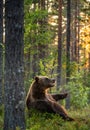 Big brown bear with backlit. Sunset forest in background.  Brown bear seat in the summer forest in sunset light. Scientific name: Royalty Free Stock Photo