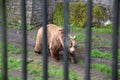 Big brown bear behing the bars photography Royalty Free Stock Photo