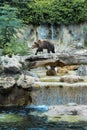 Big Brown Bear. Brown bear walking in zoo Royalty Free Stock Photo