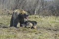Big Brown Bear with dog Royalty Free Stock Photo