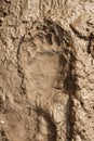 Big brown bear footprint