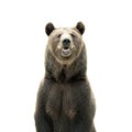 Big brown bear Royalty Free Stock Photo