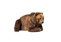 Big brown bear isolated on white background Royalty Free Stock Photo