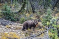 Big brown bear looking for acorns Royalty Free Stock Photo