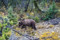 Big brown bear looking for edible roots Royalty Free Stock Photo