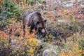 Big brown bear looking for edible roots Royalty Free Stock Photo