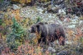 Big brown bear looking for nuts next to the road Royalty Free Stock Photo