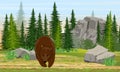 Big brown bear in the meadow. Spruce forest, stones and mountains, grass. The nature of Europe and America. Ursus arctos.