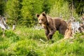 Big brown bear in nature or in forest, wildlife, meeting with bear, animal in nature Royalty Free Stock Photo