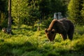 Big brown bear in nature or in forest, wildlife, meeting with bear, animal in nature. Royalty Free Stock Photo