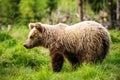 Big brown bear in nature or in forest, wildlife, meeting with bear, animal in nature. Royalty Free Stock Photo