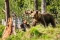 Big brown bear in nature or in forest, wildlife, meeting with bear, animal in nature Royalty Free Stock Photo