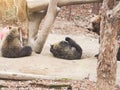 Big brown bear,playing with mom from two young bear Royalty Free Stock Photo