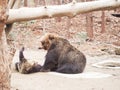 Big brown bear,playing with mom from young bear Royalty Free Stock Photo