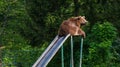 A brown bear is playng on the slide