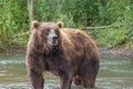 Big brown bear in river Royalty Free Stock Photo