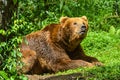 Big brown bear roars in the green grass