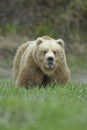 Big Brown Bear showing teeth. McNeil River, Alaska Royalty Free Stock Photo